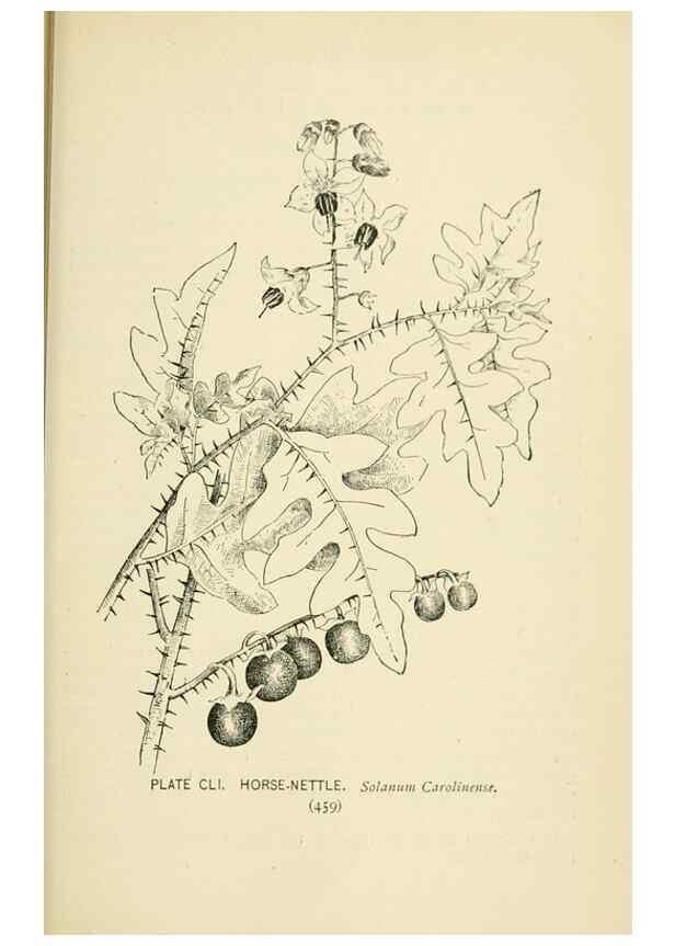 Reproducción/Reproduction 8427310802: Southern wild flowers and trees,. New York,Stokes[1901]