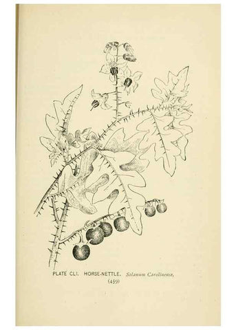 Reproducción/Reproduction 8427310802: Southern wild flowers and trees,. New York,Stokes[1901]