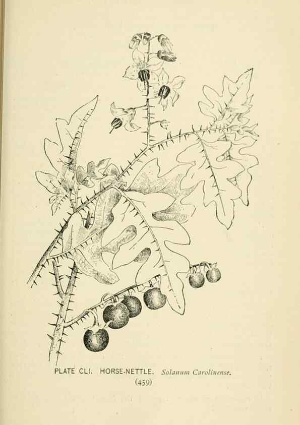 Reproducción/Reproduction 8427310802: Southern wild flowers and trees,. New York,Stokes[1901]