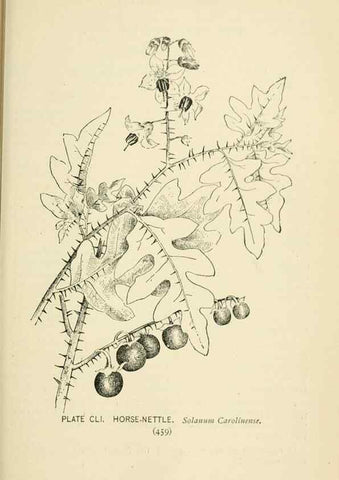 Reproducción/Reproduction 8427310802: Southern wild flowers and trees,. New York,Stokes[1901]