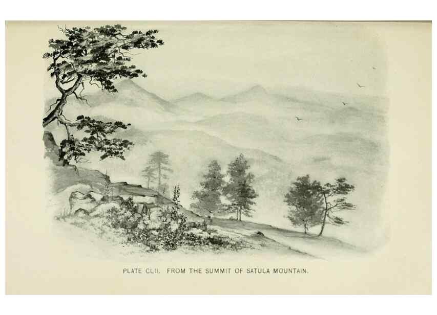 Reproducción/Reproduction 8427311354: Southern wild flowers and trees,. New York,Stokes[1901]