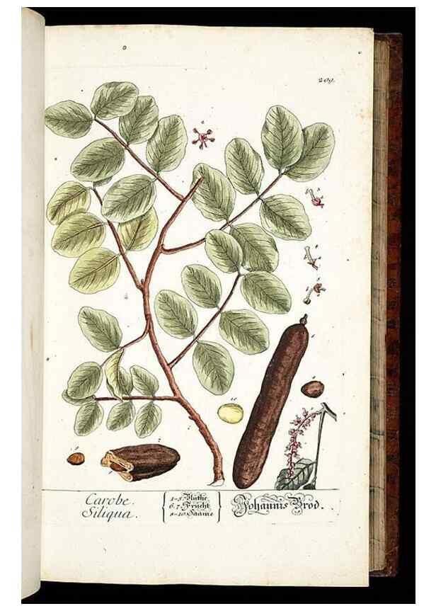 Reproducción/Reproduction 8428879957: Herbarium Blackwellianum emendatum et auctum, id est, Elisabethae Blackwell collectio stirpium. Norimbergae : Typis Io. Iosephi Fleischmanni, 1750-1773.