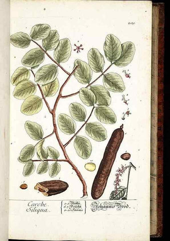 Reproducción/Reproduction 8428879957: Herbarium Blackwellianum emendatum et auctum, id est, Elisabethae Blackwell collectio stirpium. Norimbergae : Typis Io. Iosephi Fleischmanni, 1750-1773.