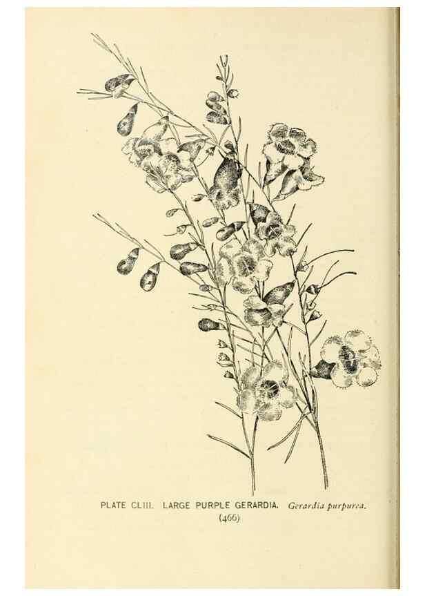 Reproducción/Reproduction 8427312070: Southern wild flowers and trees,. New York,Stokes[1901]