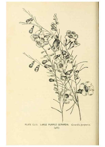 Reproducción/Reproduction 8427312070: Southern wild flowers and trees,. New York,Stokes[1901]