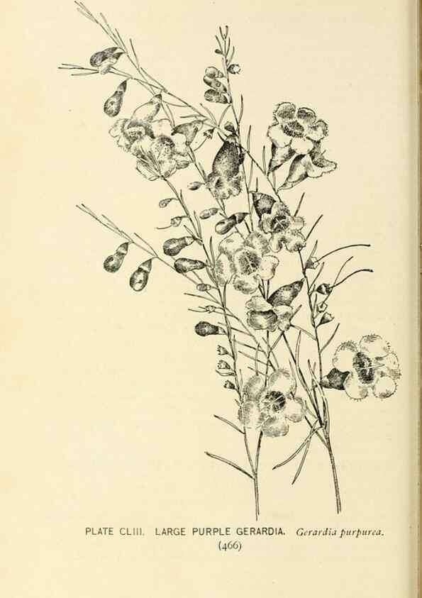 Reproducción/Reproduction 8427312070: Southern wild flowers and trees,. New York,Stokes[1901]