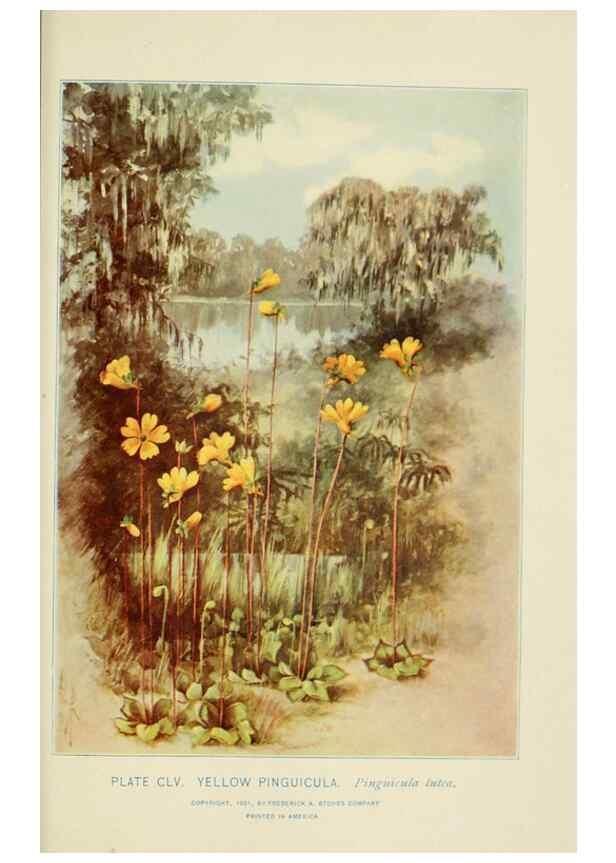 Reproducción/Reproduction 8426221991: Southern wild flowers and trees,. New York,Stokes[1901]