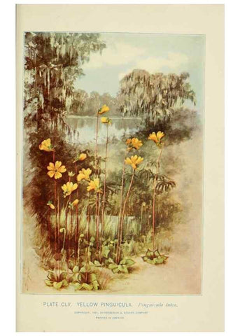 Reproducción/Reproduction 8426221991: Southern wild flowers and trees,. New York,Stokes[1901]