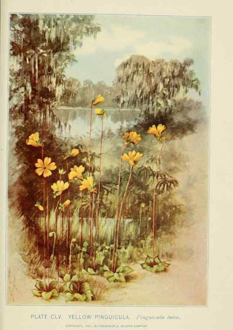 Reproducción/Reproduction 8426221991: Southern wild flowers and trees,. New York,Stokes[1901]
