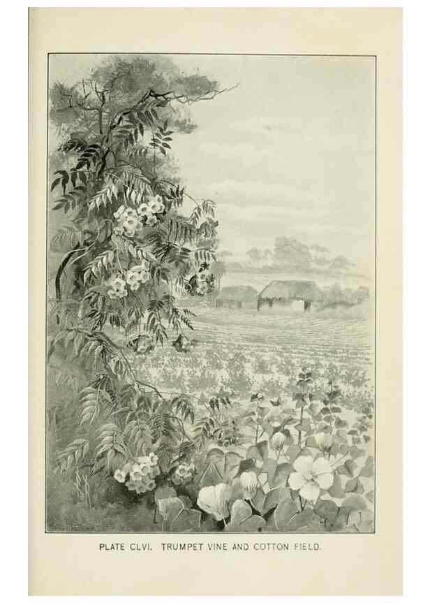 Reproducción/Reproduction 8427313756: Southern wild flowers and trees,. New York,Stokes[1901]
