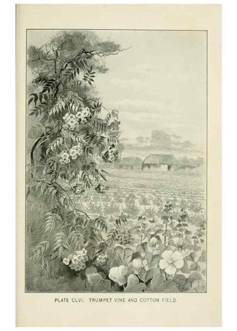 Reproducción/Reproduction 8427313756: Southern wild flowers and trees,. New York,Stokes[1901]