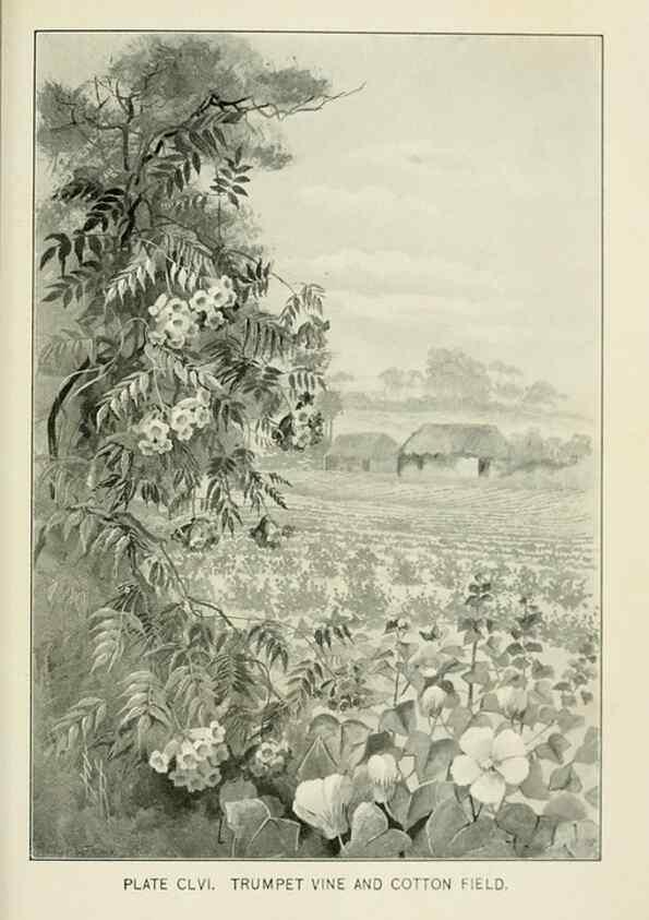 Reproducción/Reproduction 8427313756: Southern wild flowers and trees,. New York,Stokes[1901]