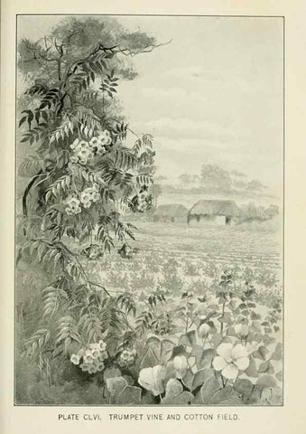 Reproducción/Reproduction 8427313756: Southern wild flowers and trees,. New York,Stokes[1901]