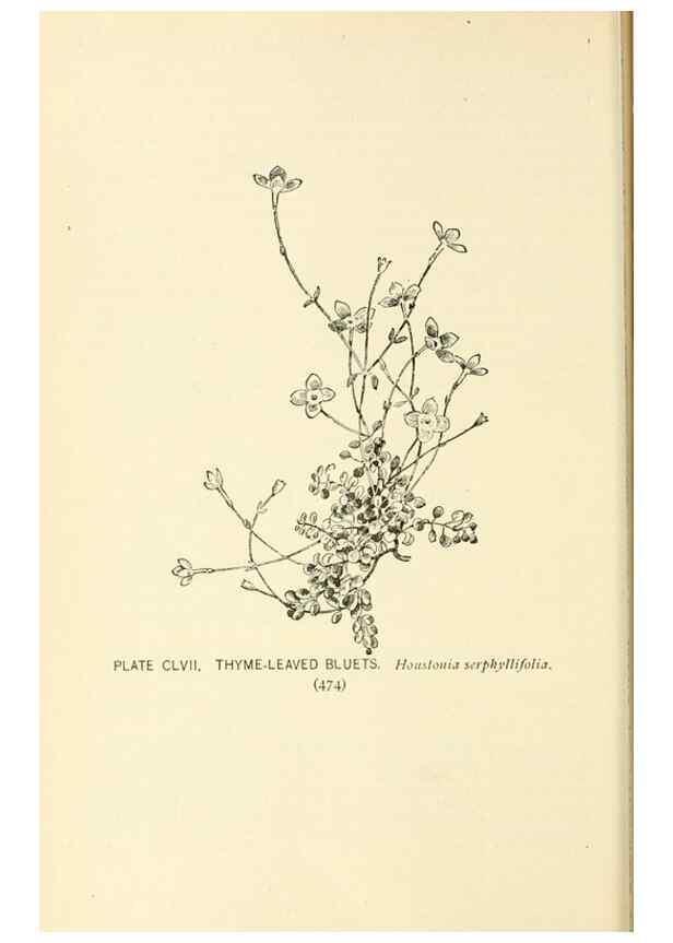Reproducción/Reproduction 8427314496: Southern wild flowers and trees,. New York,Stokes[1901]