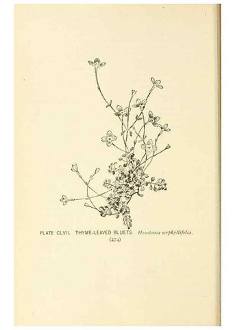 Reproducción/Reproduction 8427314496: Southern wild flowers and trees,. New York,Stokes[1901]