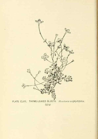 Reproducción/Reproduction 8427314496: Southern wild flowers and trees,. New York,Stokes[1901]
