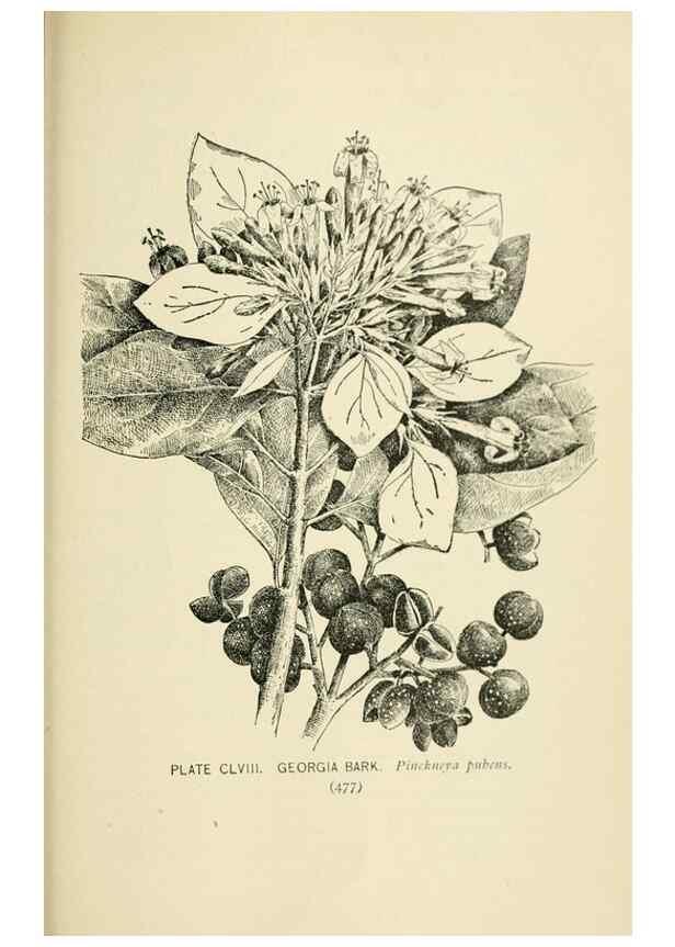 Reproducción/Reproduction 8426224141: Southern wild flowers and trees,. New York,Stokes[1901]