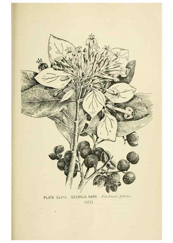 Reproducción/Reproduction 8426224141: Southern wild flowers and trees,. New York,Stokes[1901]