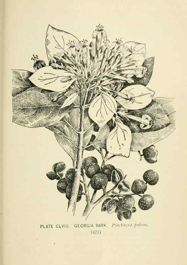 Reproducción/Reproduction 8426224141: Southern wild flowers and trees,. New York,Stokes[1901]