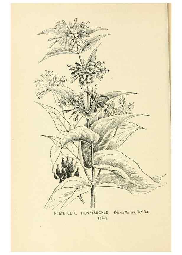Reproducción/Reproduction 8426224795: Southern wild flowers and trees,. New York,Stokes[1901]