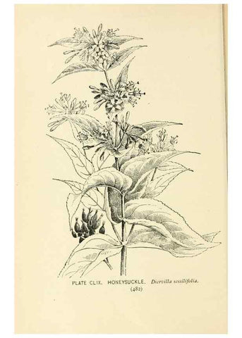 Reproducción/Reproduction 8426224795: Southern wild flowers and trees,. New York,Stokes[1901]