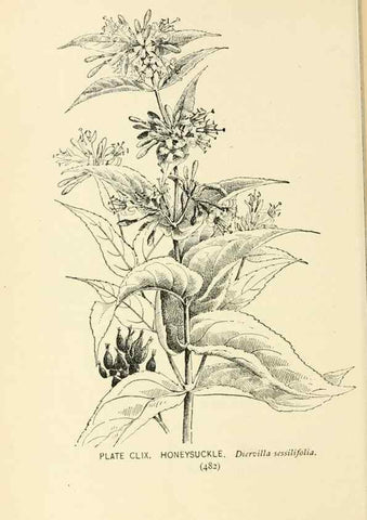 Reproducción/Reproduction 8426224795: Southern wild flowers and trees,. New York,Stokes[1901]