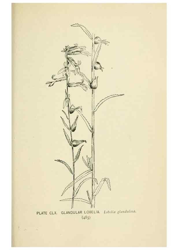 Reproducción/Reproduction 8426225429: Southern wild flowers and trees,. New York,Stokes[1901]