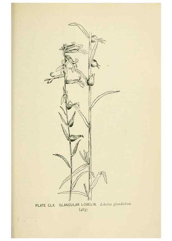 Reproducción/Reproduction 8426225429: Southern wild flowers and trees,. New York,Stokes[1901]