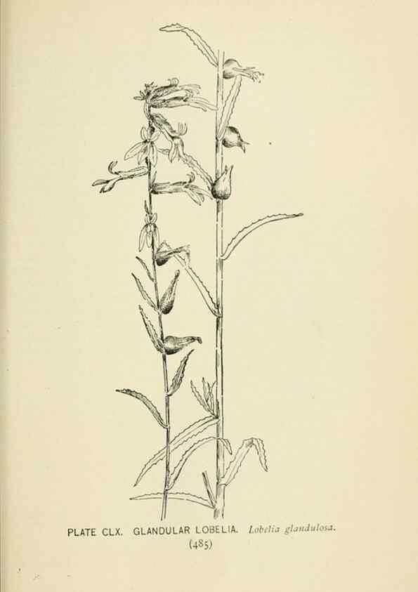 Reproducción/Reproduction 8426225429: Southern wild flowers and trees,. New York,Stokes[1901]