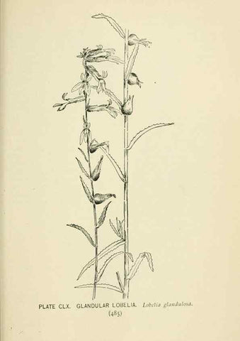 Reproducción/Reproduction 8426225429: Southern wild flowers and trees,. New York,Stokes[1901]