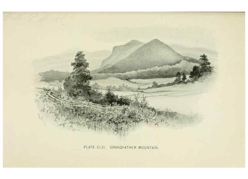 Reproducción/Reproduction 8427317094: Southern wild flowers and trees,. New York,Stokes[1901]