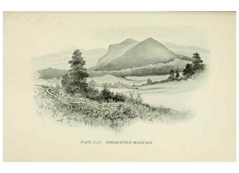 Reproducción/Reproduction 8427317094: Southern wild flowers and trees,. New York,Stokes[1901]