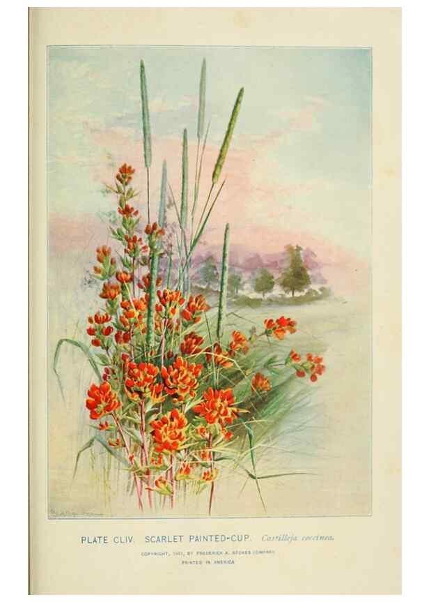 Reproducción/Reproduction 8426221383: Southern wild flowers and trees,. New York,Stokes[1901]