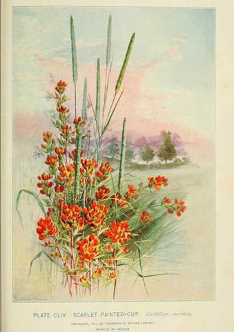 Reproducción/Reproduction 8426221383: Southern wild flowers and trees,. New York,Stokes[1901]