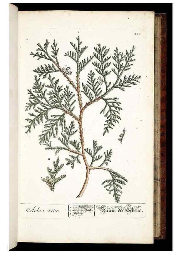 Reproducción/Reproduction 8428880101: Herbarium Blackwellianum emendatum et auctum, id est, Elisabethae Blackwell collectio stirpium. Norimbergae : Typis Io. Iosephi Fleischmanni, 1750-1773.