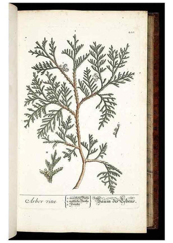 Reproducción/Reproduction 8428880101: Herbarium Blackwellianum emendatum et auctum, id est, Elisabethae Blackwell collectio stirpium. Norimbergae : Typis Io. Iosephi Fleischmanni, 1750-1773.