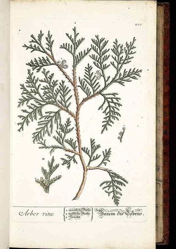 Reproducción/Reproduction 8428880101: Herbarium Blackwellianum emendatum et auctum, id est, Elisabethae Blackwell collectio stirpium. Norimbergae : Typis Io. Iosephi Fleischmanni, 1750-1773.