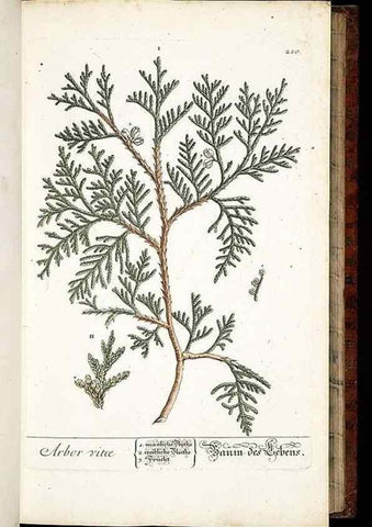 Reproducción/Reproduction 8428880101: Herbarium Blackwellianum emendatum et auctum, id est, Elisabethae Blackwell collectio stirpium. Norimbergae : Typis Io. Iosephi Fleischmanni, 1750-1773.