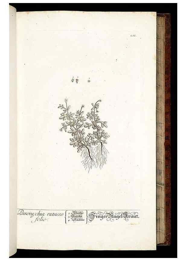 Reproducción/Reproduction 8428880505: Herbarium Blackwellianum emendatum et auctum, id est, Elisabethae Blackwell collectio stirpium. Norimbergae : Typis Io. Iosephi Fleischmanni, 1750-1773.