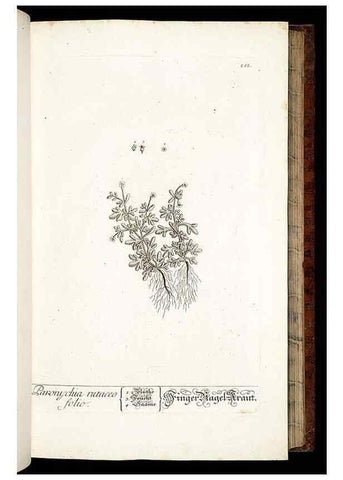 Reproducción/Reproduction 8428880505: Herbarium Blackwellianum emendatum et auctum, id est, Elisabethae Blackwell collectio stirpium. Norimbergae : Typis Io. Iosephi Fleischmanni, 1750-1773.