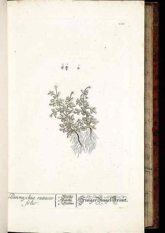 Reproducción/Reproduction 8428880505: Herbarium Blackwellianum emendatum et auctum, id est, Elisabethae Blackwell collectio stirpium. Norimbergae : Typis Io. Iosephi Fleischmanni, 1750-1773.