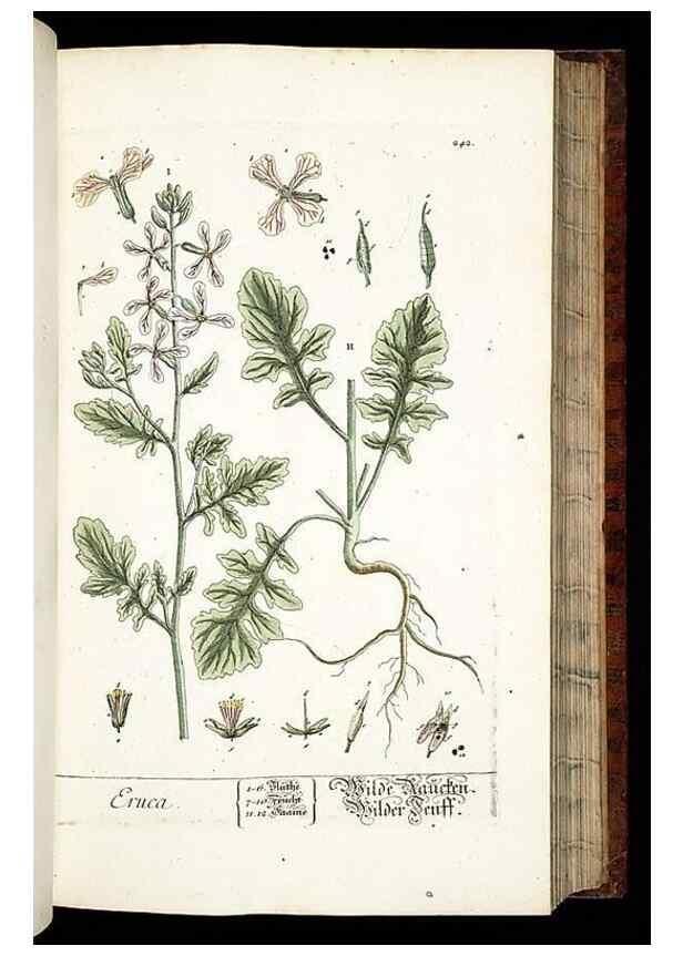 Reproducción/Reproduction 8429974202: Herbarium Blackwellianum emendatum et auctum, id est, Elisabethae Blackwell collectio stirpium. Norimbergae : Typis Io. Iosephi Fleischmanni, 1750-1773.