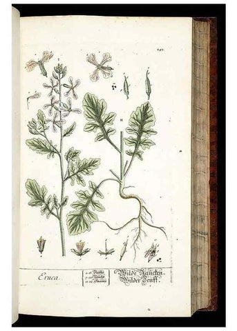 Reproducción/Reproduction 8429974202: Herbarium Blackwellianum emendatum et auctum, id est, Elisabethae Blackwell collectio stirpium. Norimbergae : Typis Io. Iosephi Fleischmanni, 1750-1773.