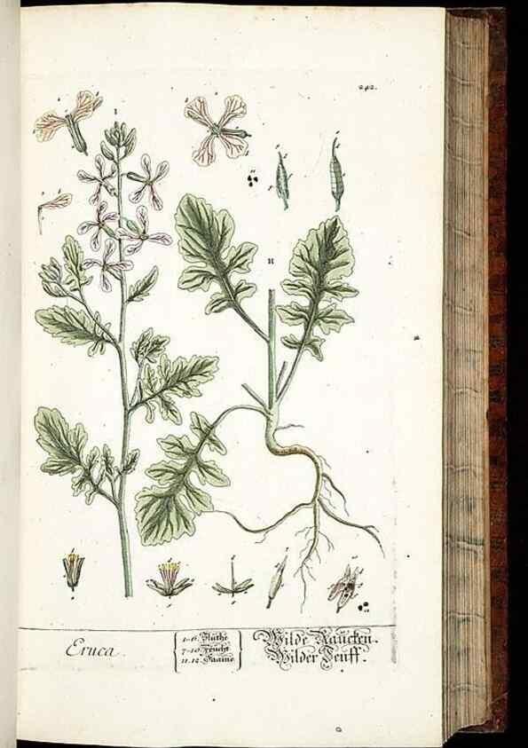 Reproducción/Reproduction 8429974202: Herbarium Blackwellianum emendatum et auctum, id est, Elisabethae Blackwell collectio stirpium. Norimbergae : Typis Io. Iosephi Fleischmanni, 1750-1773.