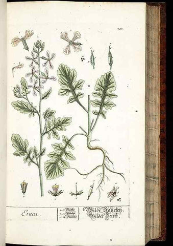 Reproducción/Reproduction 8429974202: Herbarium Blackwellianum emendatum et auctum, id est, Elisabethae Blackwell collectio stirpium. Norimbergae : Typis Io. Iosephi Fleischmanni, 1750-1773.