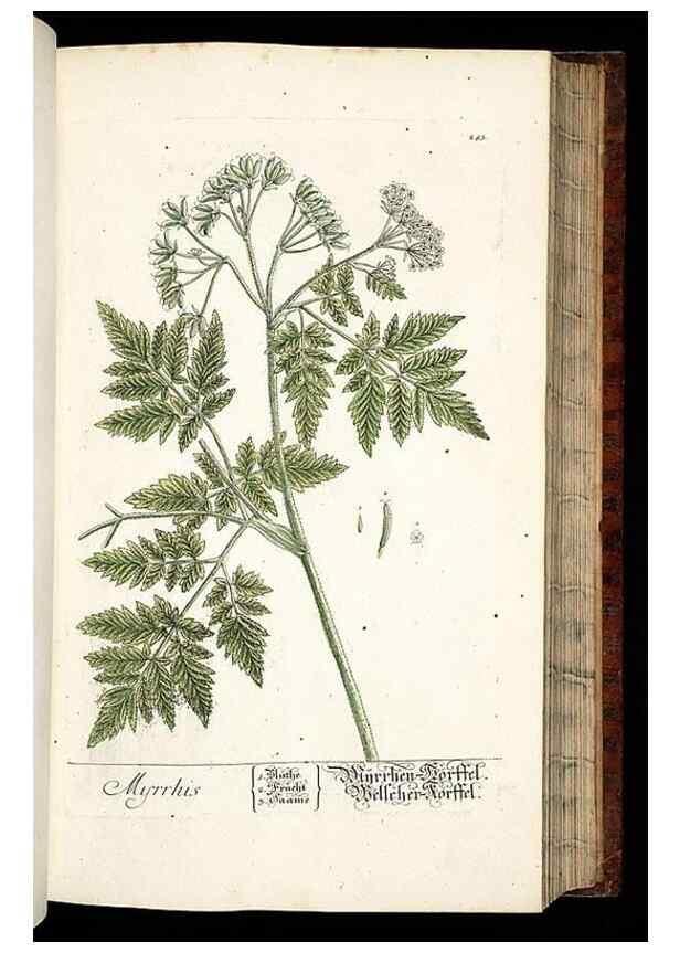 Reproducción/Reproduction 8429974420: Herbarium Blackwellianum emendatum et auctum, id est, Elisabethae Blackwell collectio stirpium. Norimbergae : Typis Io. Iosephi Fleischmanni, 1750-1773.