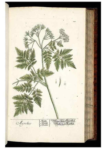 Reproducción/Reproduction 8429974420: Herbarium Blackwellianum emendatum et auctum, id est, Elisabethae Blackwell collectio stirpium. Norimbergae : Typis Io. Iosephi Fleischmanni, 1750-1773.
