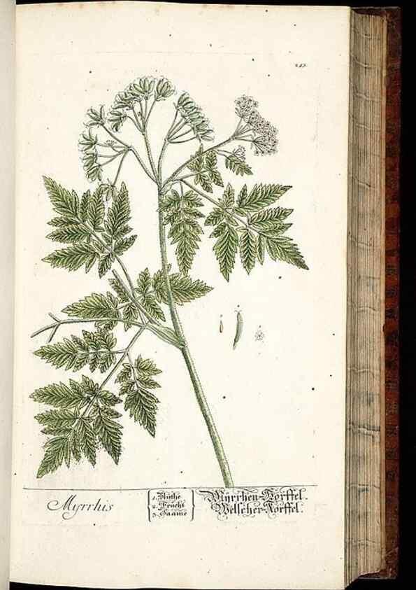 Reproducción/Reproduction 8429974420: Herbarium Blackwellianum emendatum et auctum, id est, Elisabethae Blackwell collectio stirpium. Norimbergae : Typis Io. Iosephi Fleischmanni, 1750-1773.