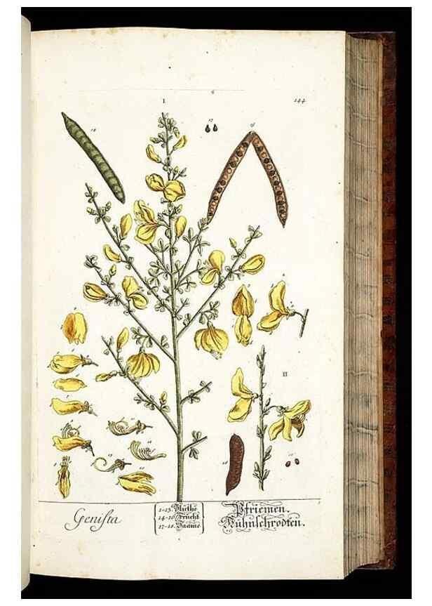 Reproducción/Reproduction 8428886067: Herbarium Blackwellianum emendatum et auctum, id est, Elisabethae Blackwell collectio stirpium. Norimbergae : Typis Io. Iosephi Fleischmanni, 1750-1773.