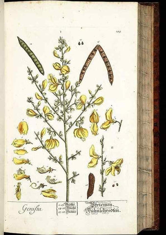 Reproducción/Reproduction 8428886067: Herbarium Blackwellianum emendatum et auctum, id est, Elisabethae Blackwell collectio stirpium. Norimbergae : Typis Io. Iosephi Fleischmanni, 1750-1773.
